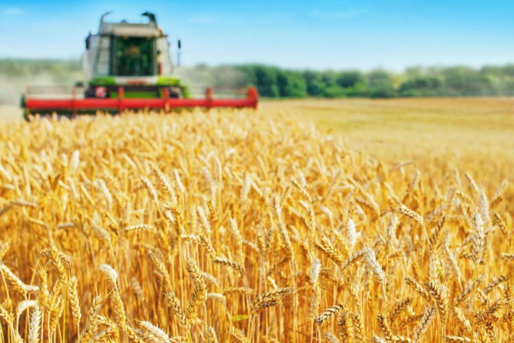 Neste dia do trigo, confira dados da importação e exportação de trigo
