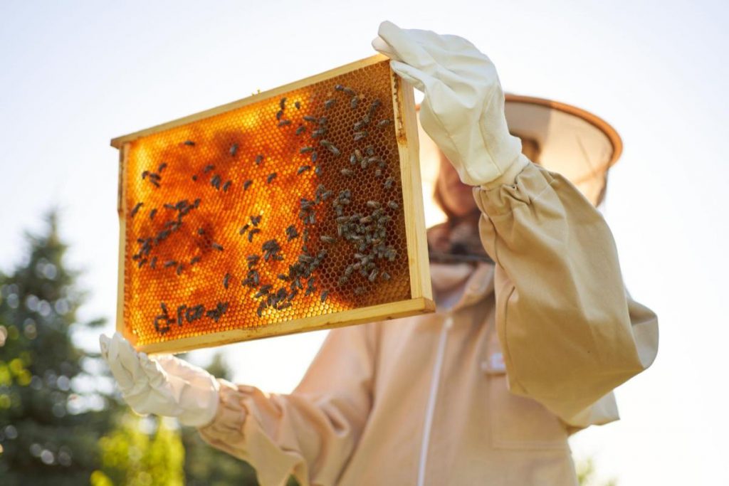 Nesse dia do apicultor, confira dados da exportação brasileira de mel e do mercado