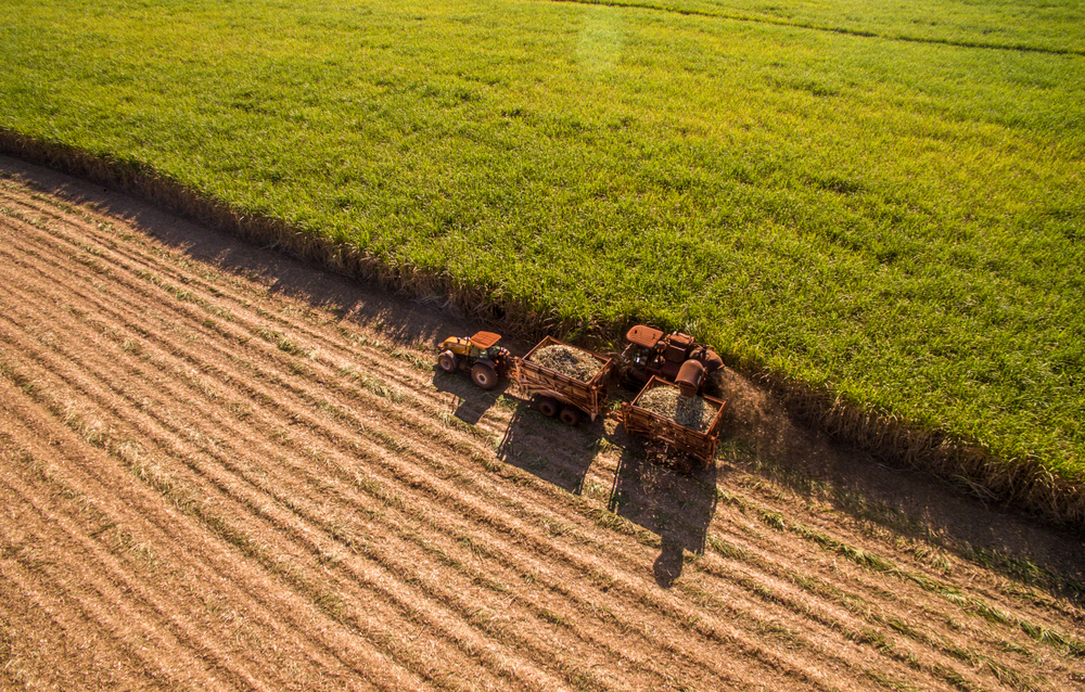 Agronegócio brasileiro: recorde de exportações no primeiro semestre de 2024